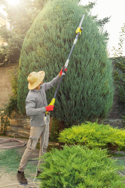 Palm Tree Trimming in New Castle Northwest, PA